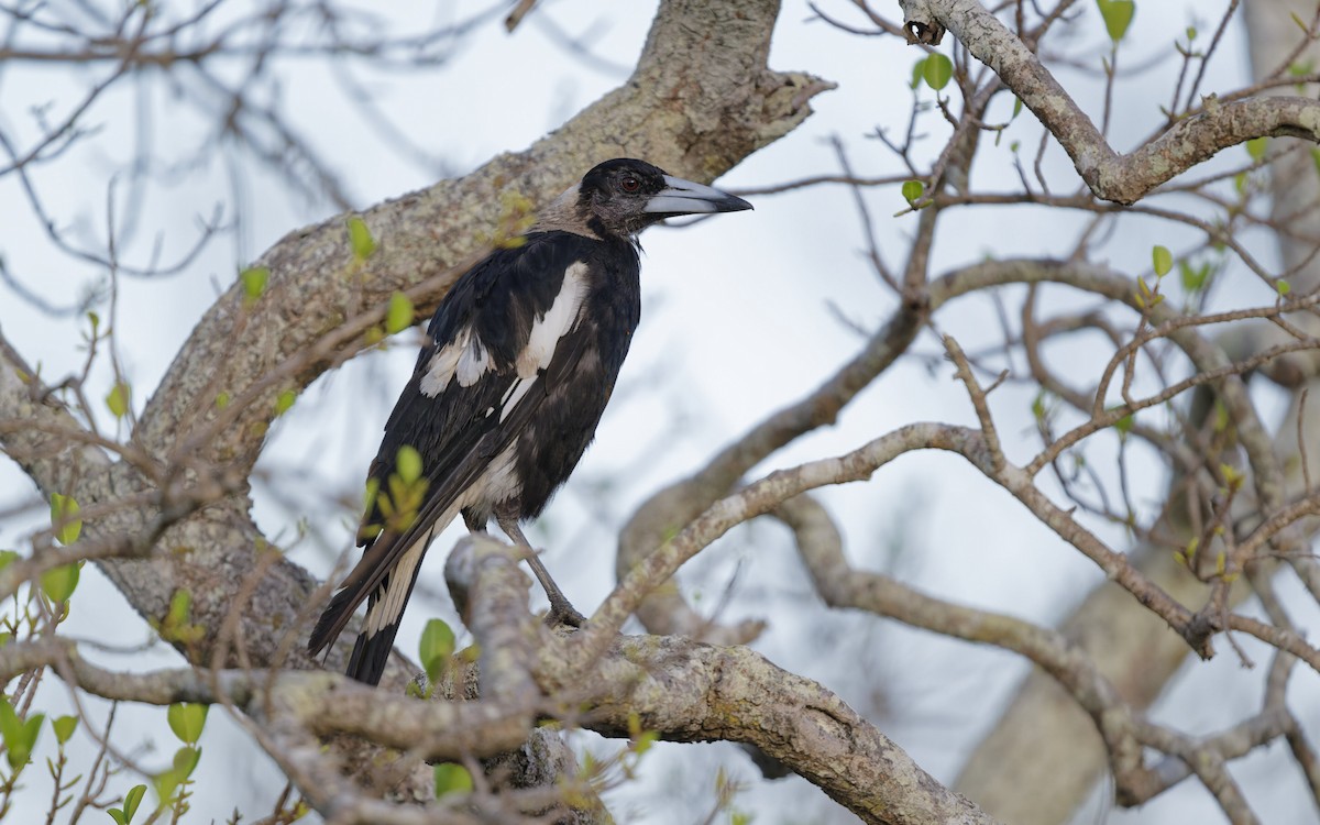 Australian Magpie - ML646612639