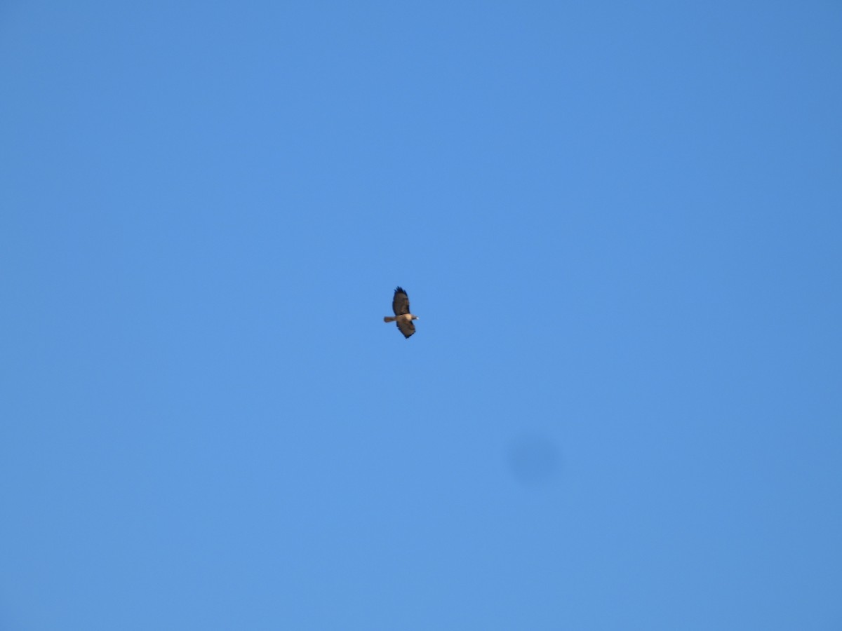 Red-tailed Hawk - ML646612640