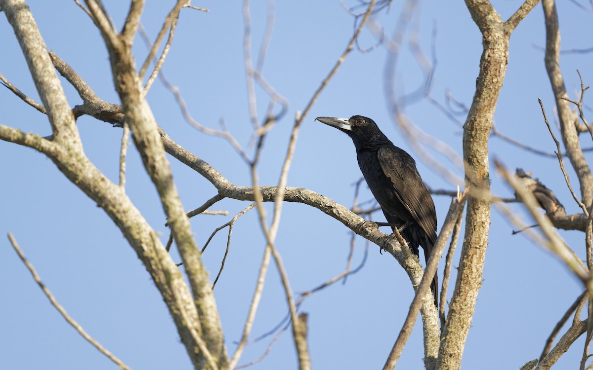 Black Butcherbird - ML646612641