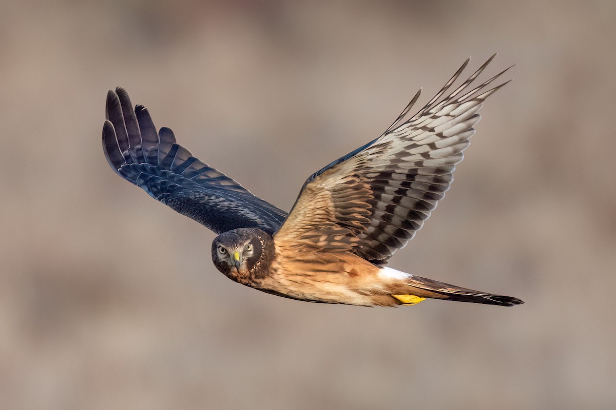 Northern Harrier - ML646612642
