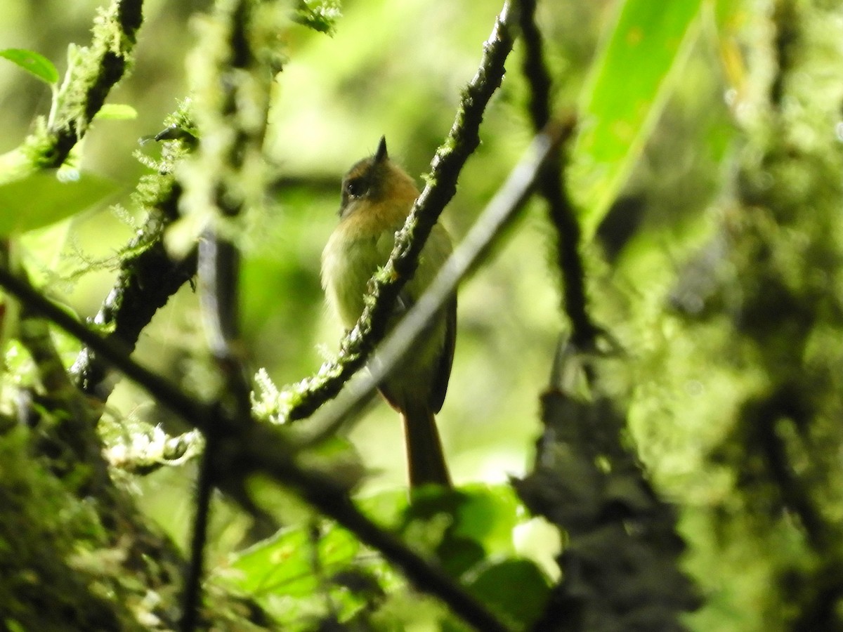 Rufous-breasted Flycatcher - ML646612643