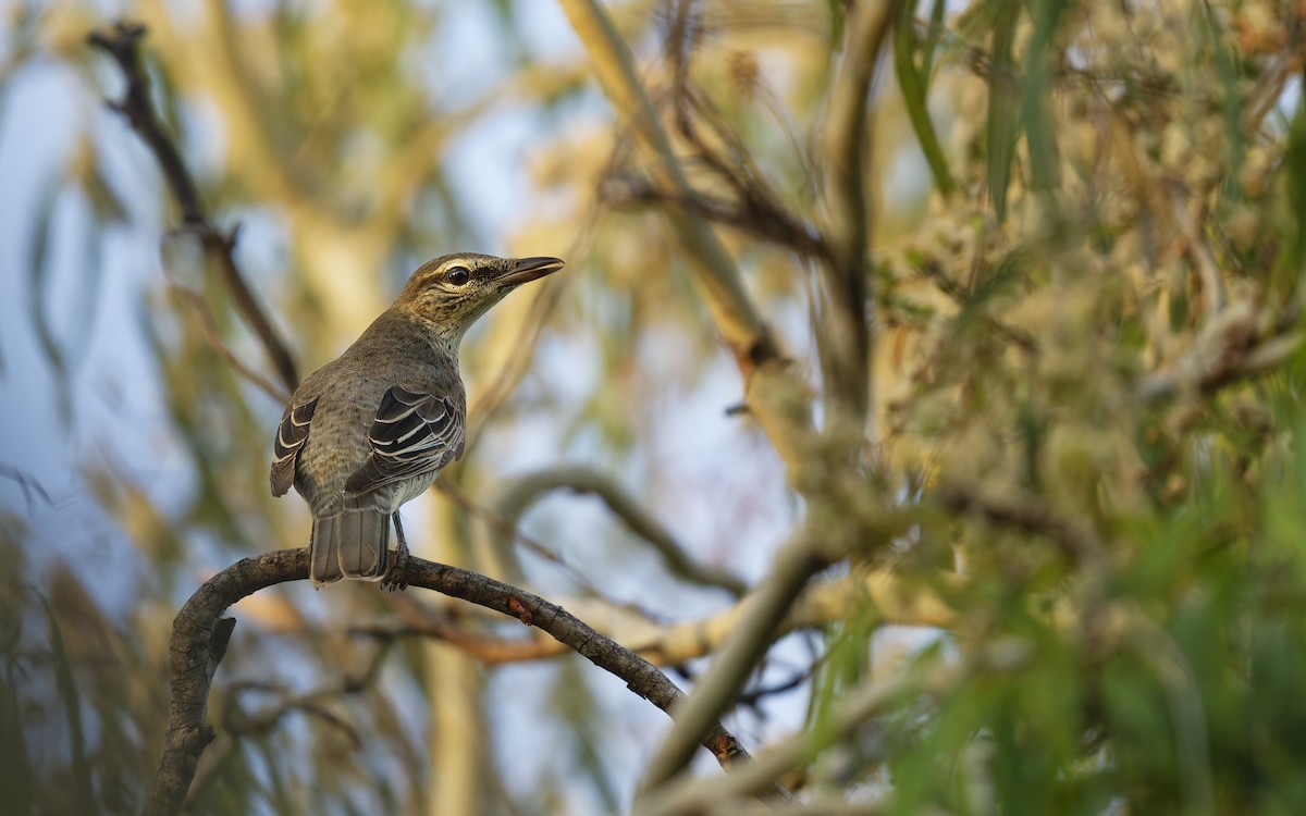 Sahul Cicadabird - ML646612644
