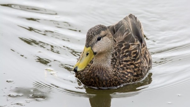 Mottled Duck - ML646612645
