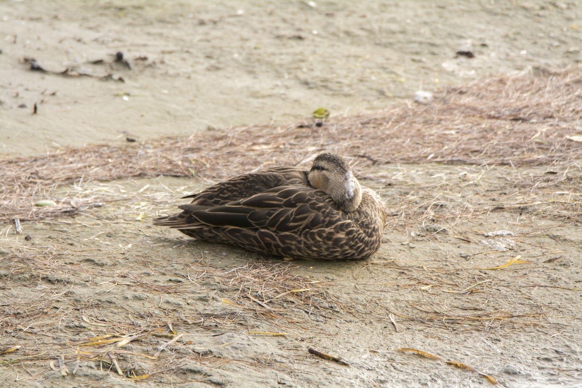 Mottled Duck - ML646612646