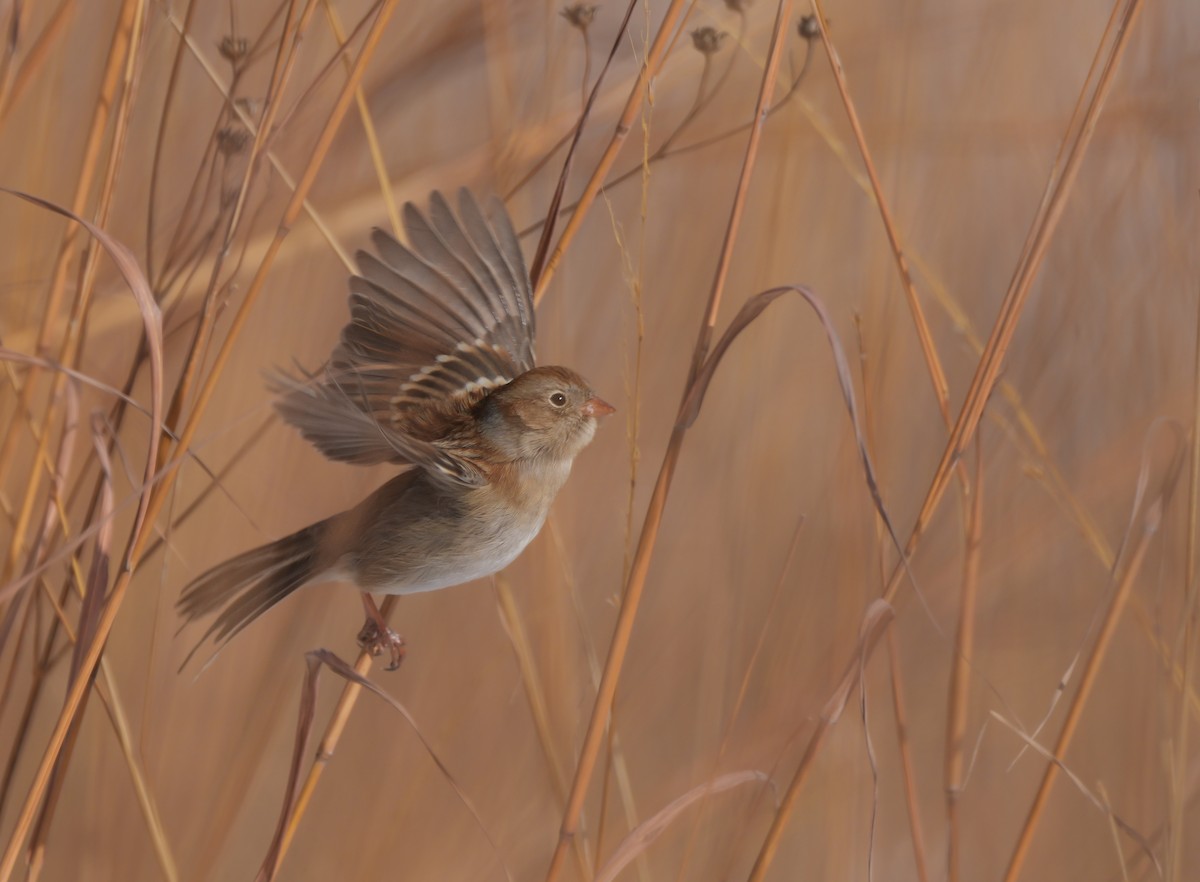 Klapperammer - ML646612647