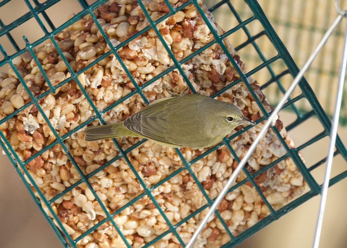 Turuncu Taçlı Ötleğen - ML646612648