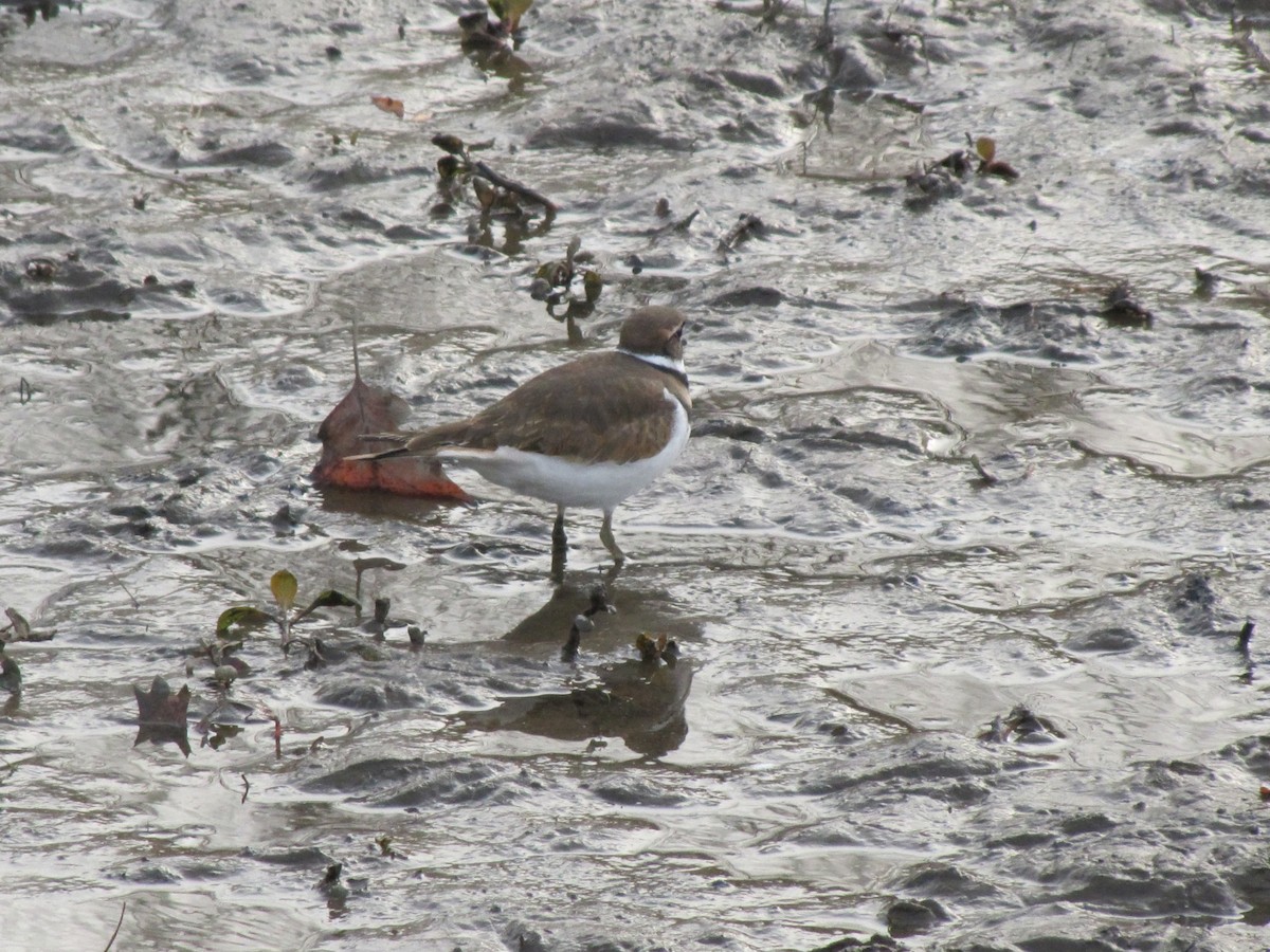 Killdeer - ML646612649