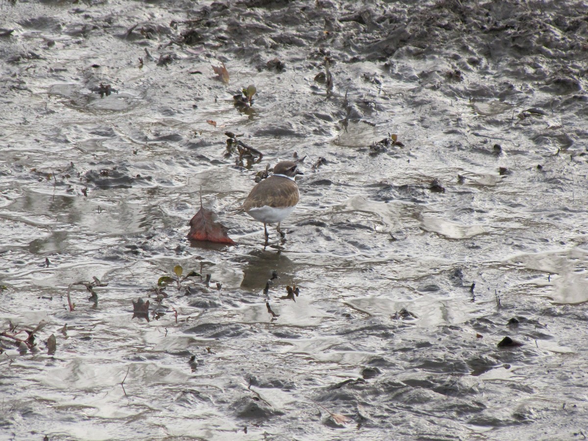 Killdeer - ML646612650