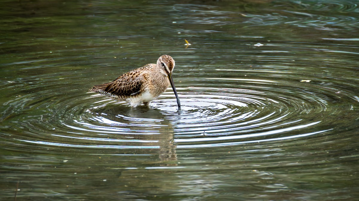 langnebbekkasinsnipe - ML646612651