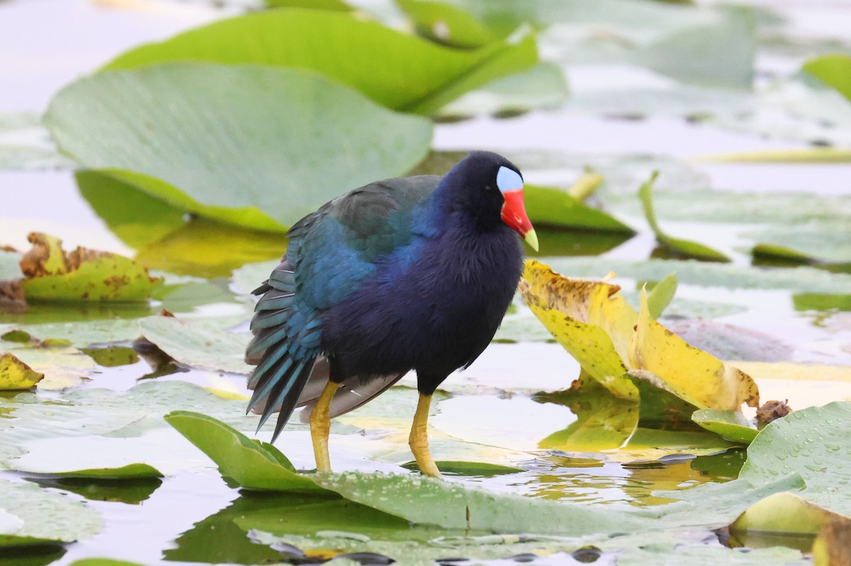 Talève violacée - ML646612653