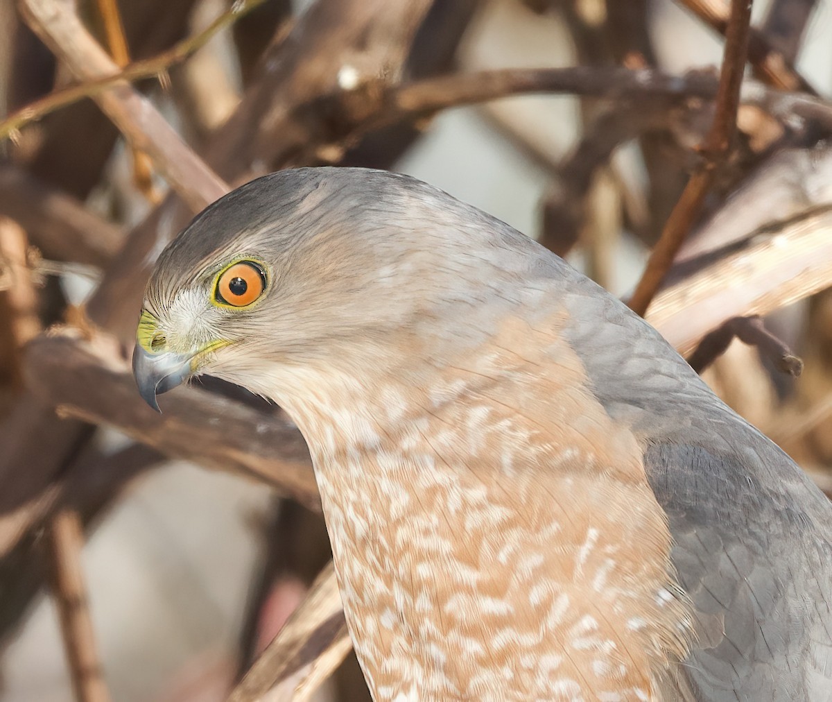 Cooper's Hawk - ML646612654