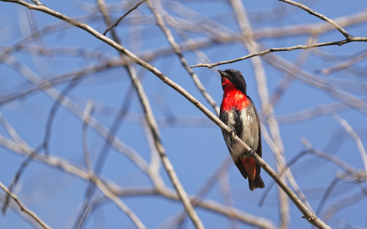 Mistletoebird - ML646612655