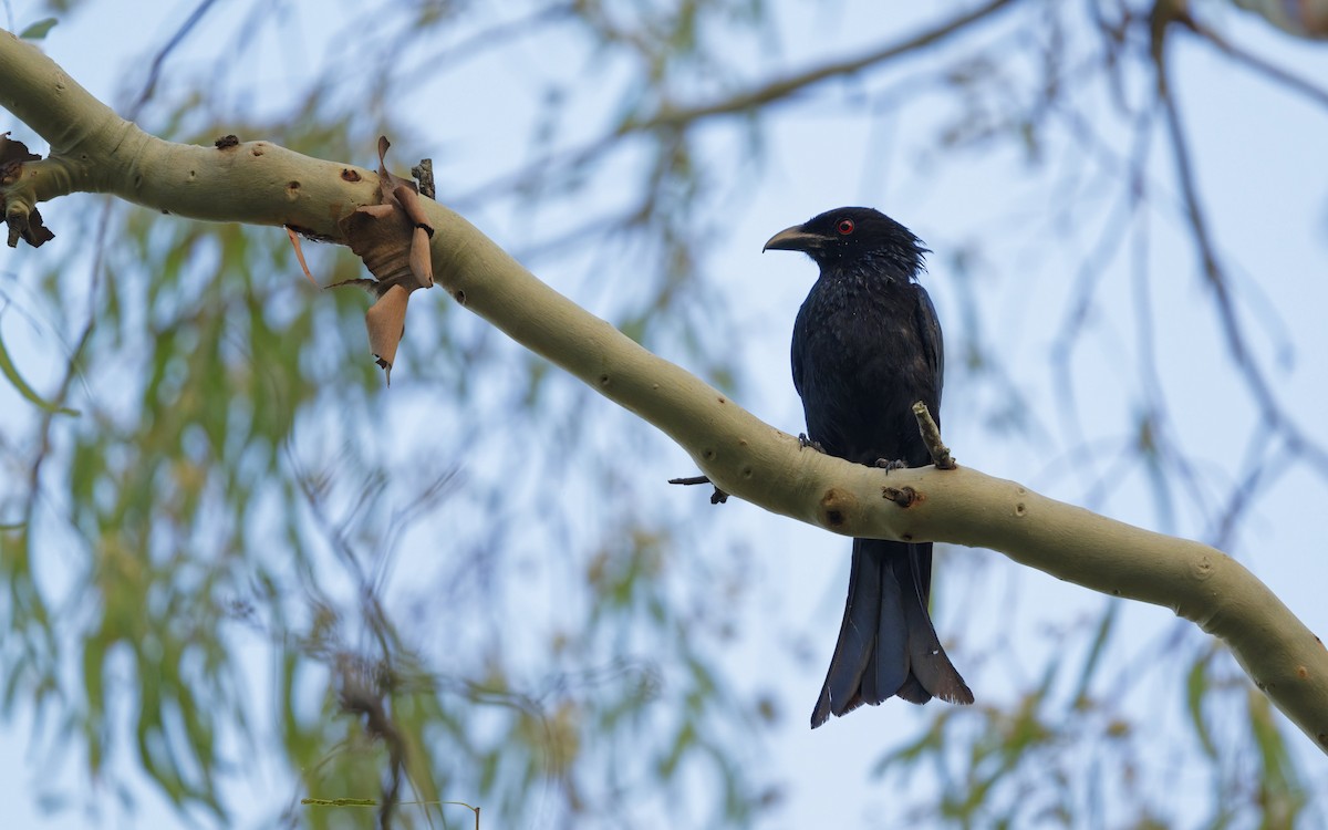 Spangled Drongo - ML646612659