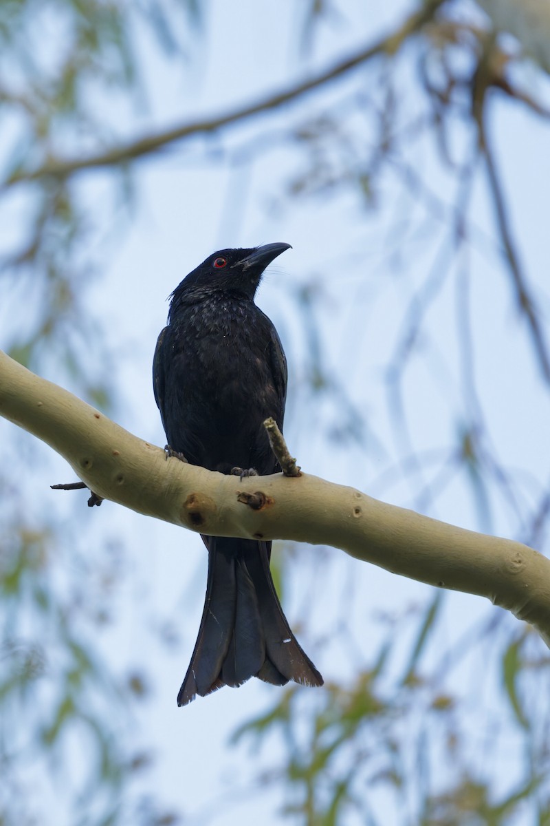 Spangled Drongo - ML646612660