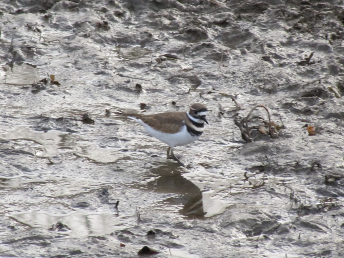 Killdeer - ML646612661