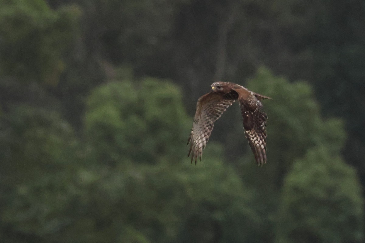 Buse à épaulettes - ML646612662