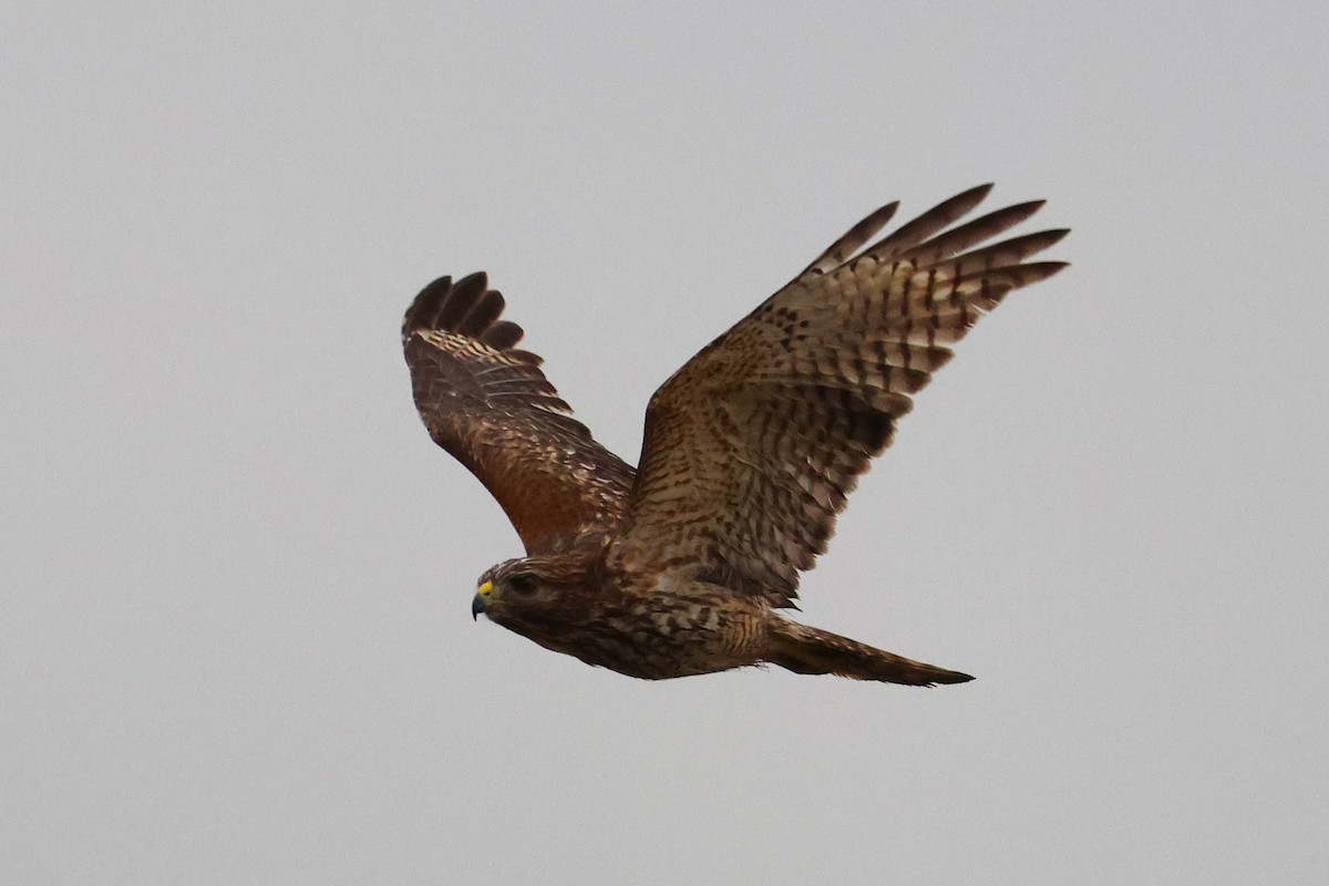 Buse à épaulettes - ML646612664