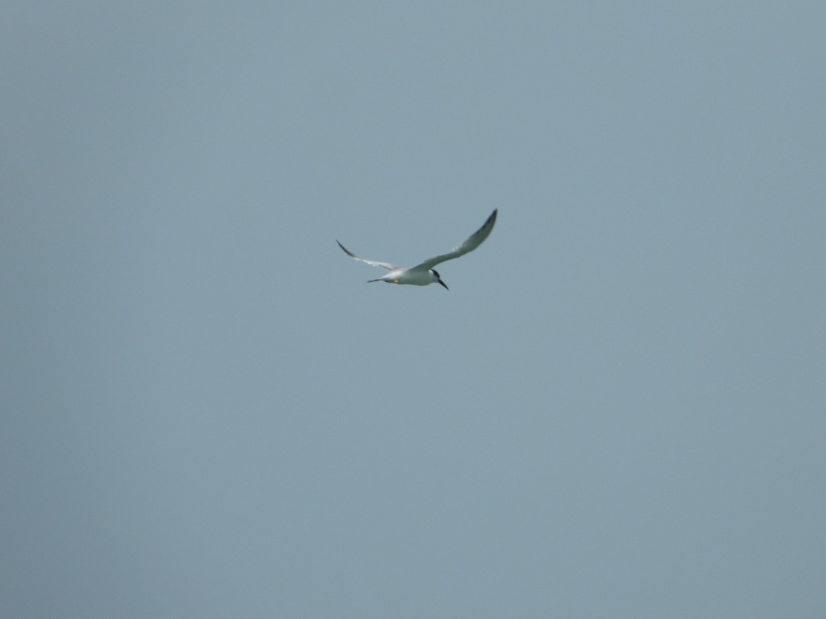 tern sp. - ML646612665