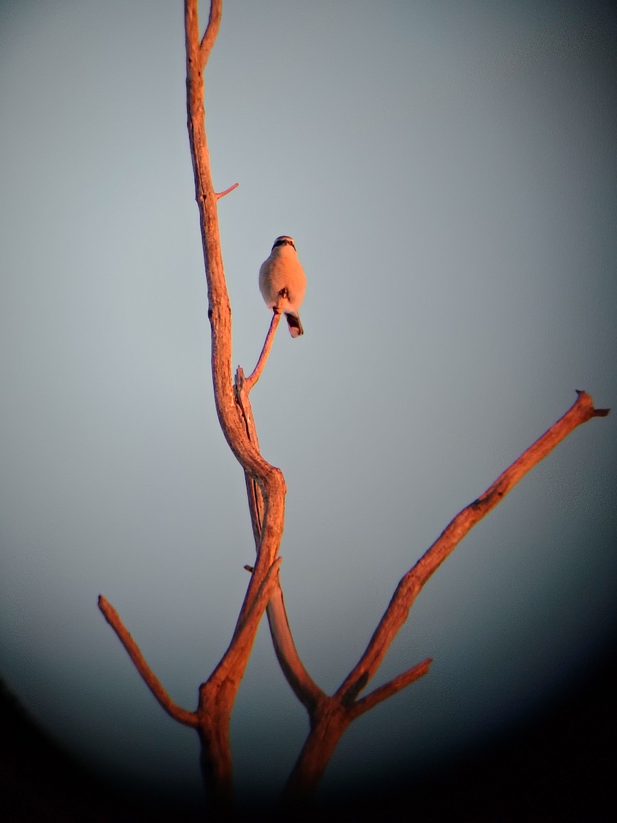 Northern Shrike - ML646612667