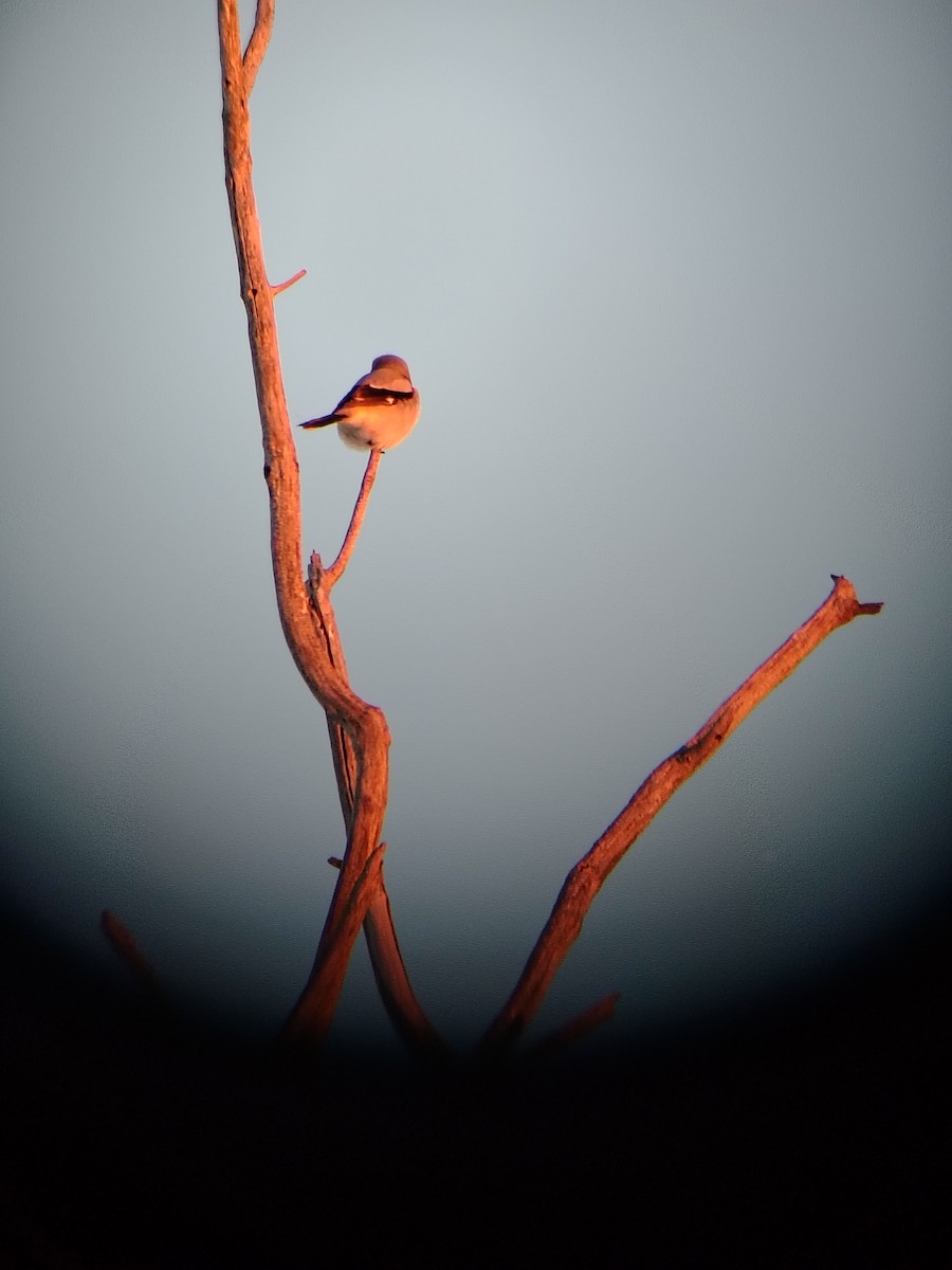 Northern Shrike - ML646612668