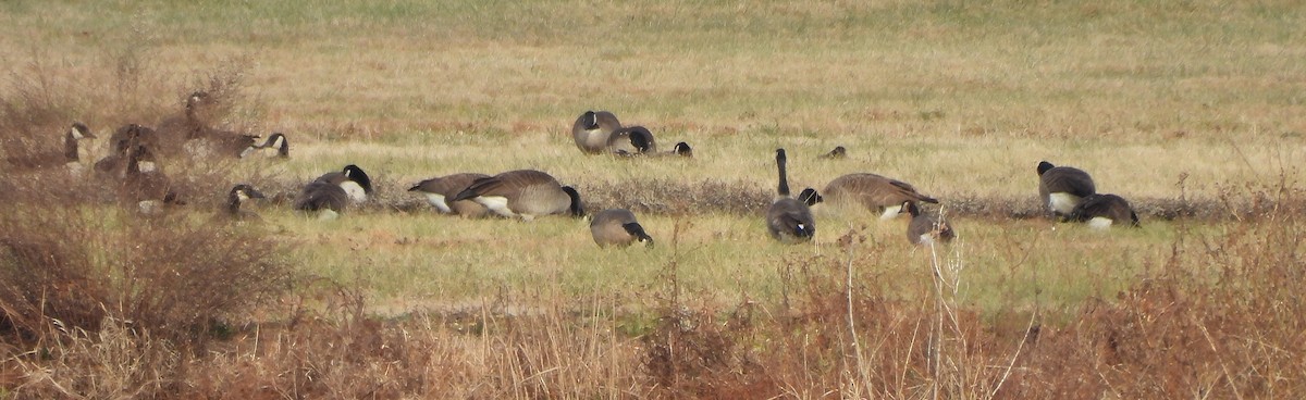 Cackling Goose (Richardson's) - ML646612669