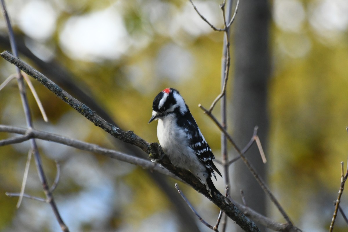 Дятел пухнастий - ML646612670