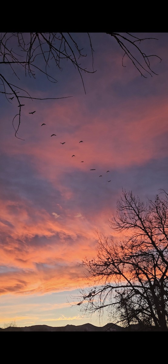 シジュウカラガン - ML646612671