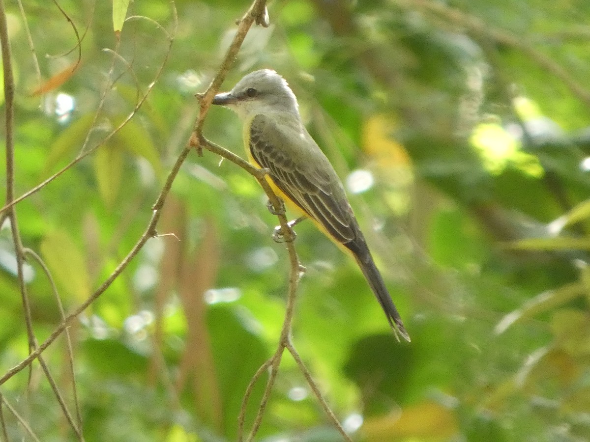 Tropical Kingbird - ML646612674