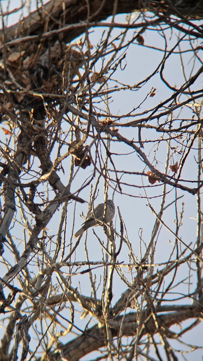 シラコバト - ML646612676