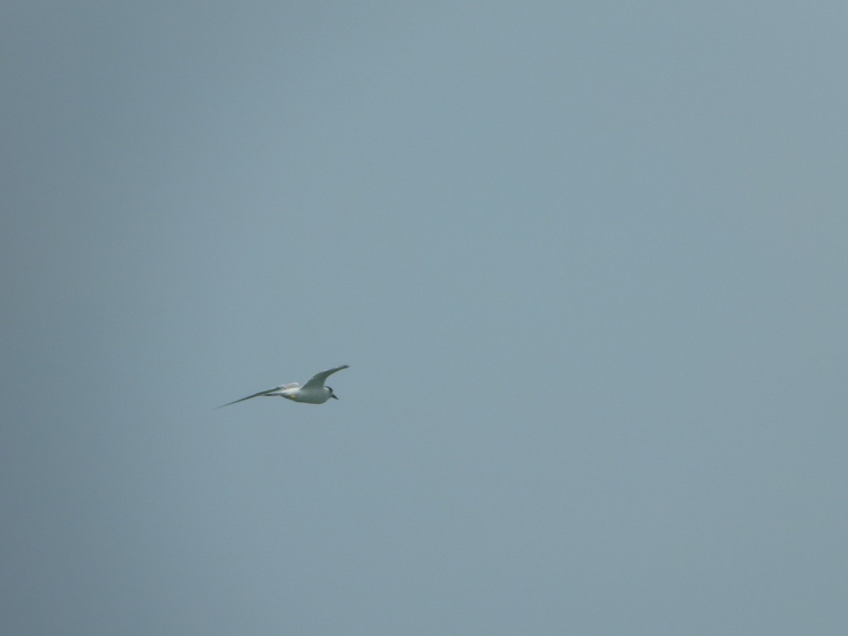 tern sp. - ML646612677