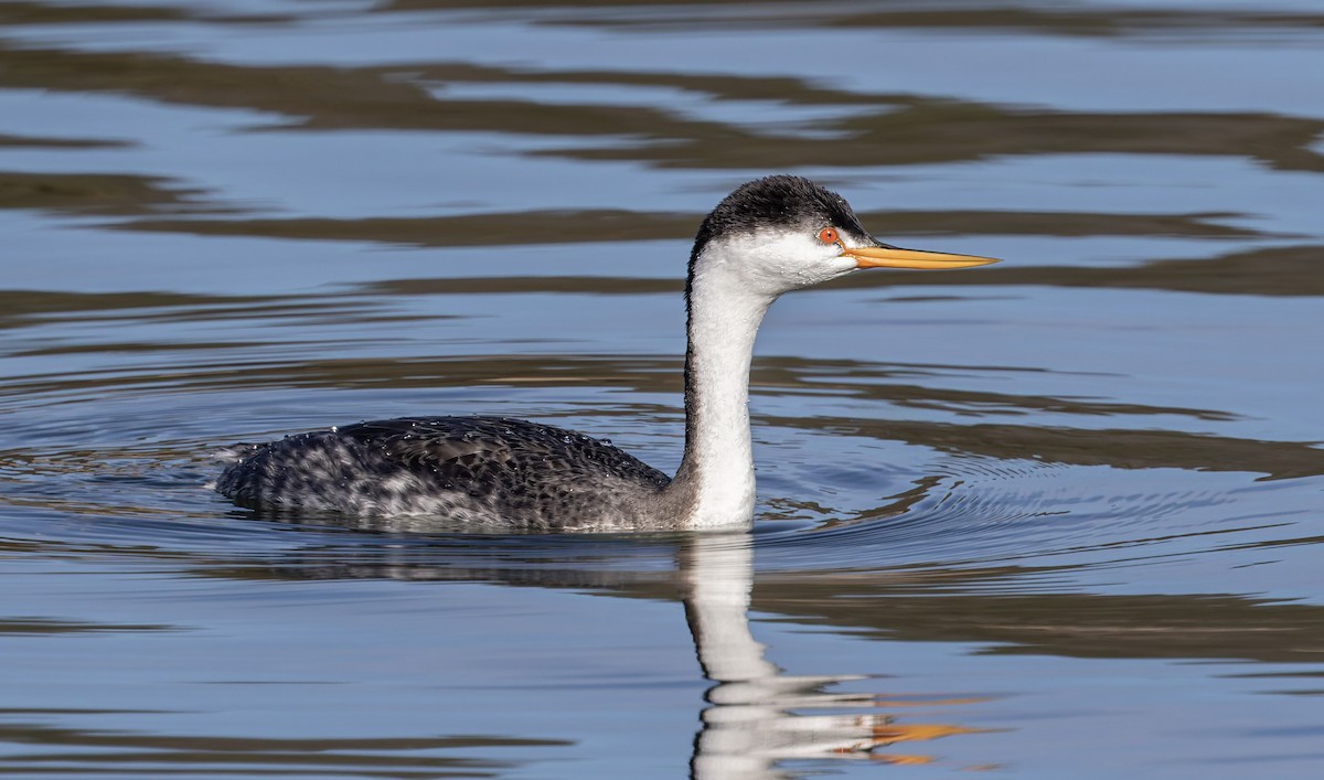 Clark's Grebe - ML646612679
