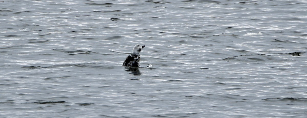 Long-tailed Duck - ML646612681