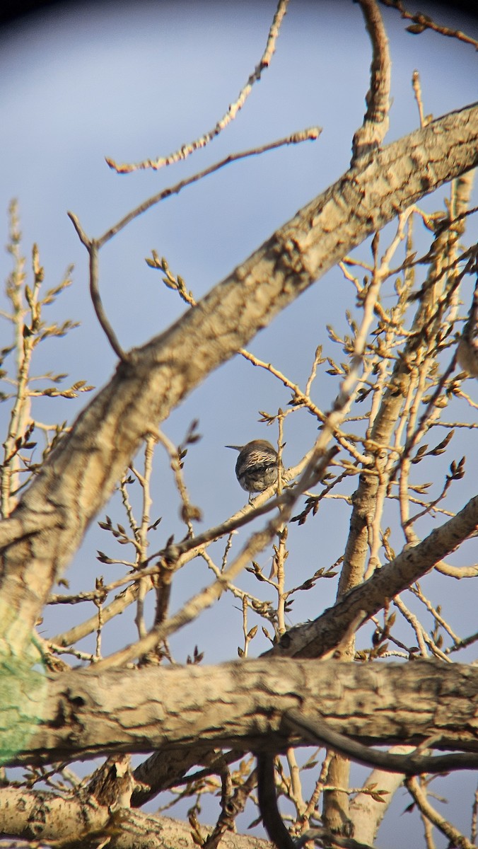 ハシボソキツツキ - ML646612683