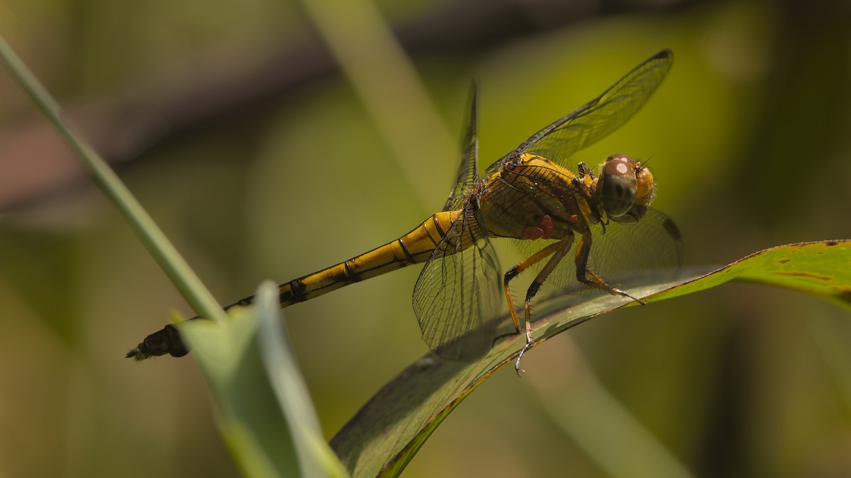 Banded Skimmer - ML646612684