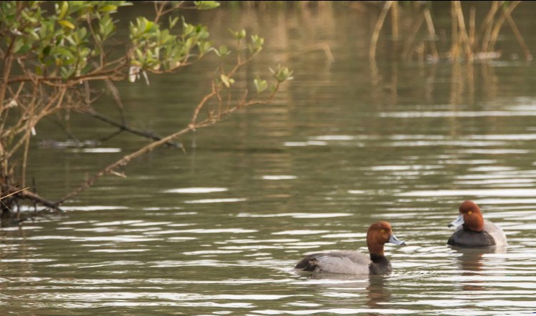 צולל אמריקני - ML646612685