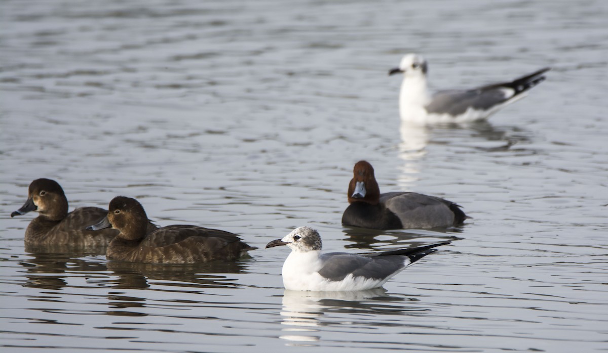 צולל אמריקני - ML646612686