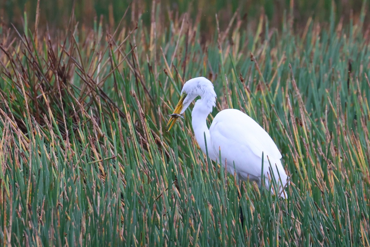 Grande Aigrette - ML646612695
