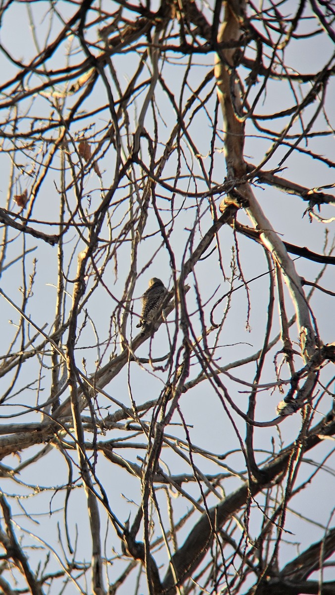 ハシボソキツツキ - ML646612697