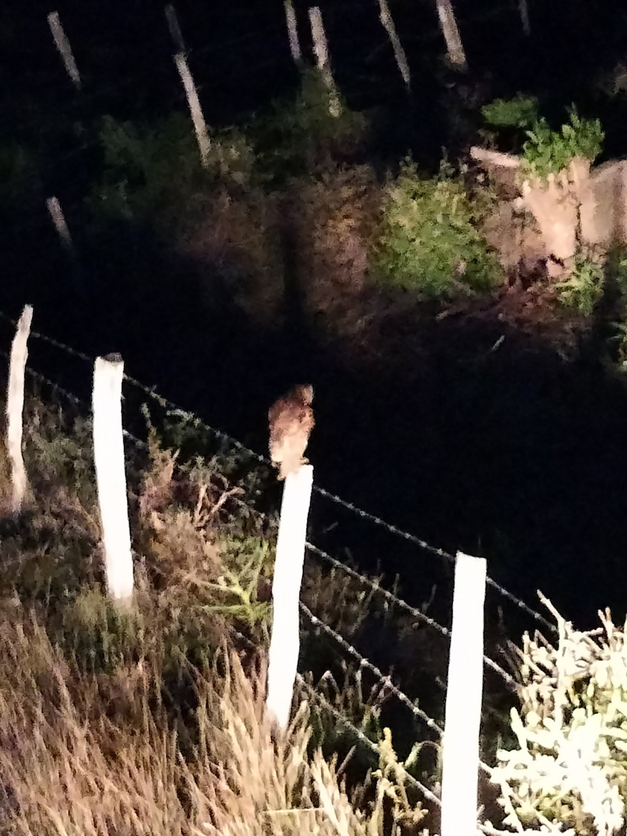 American Barn Owl - ML646612698