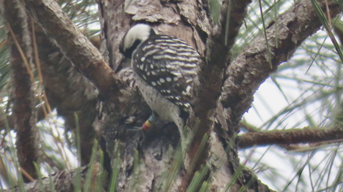 Red-cockaded Woodpecker - ML646612701