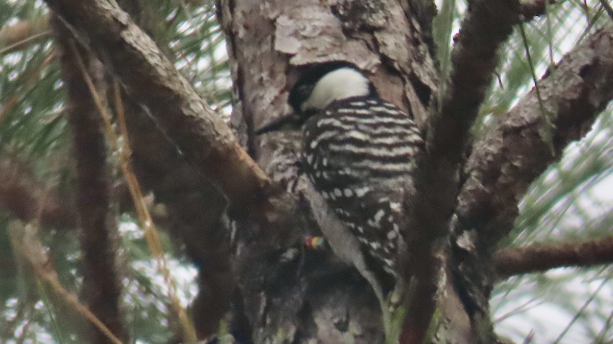 Red-cockaded Woodpecker - ML646612702