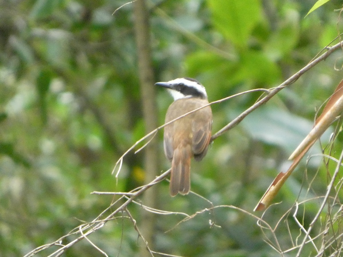 Great Kiskadee - ML646612704
