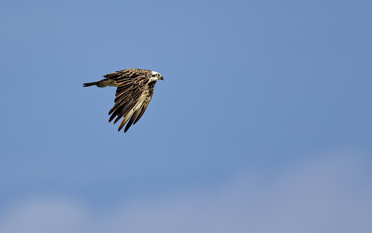 Osprey - ML646612705