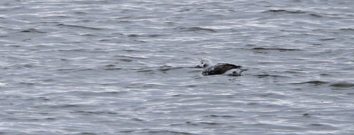 Long-tailed Duck - ML646612706