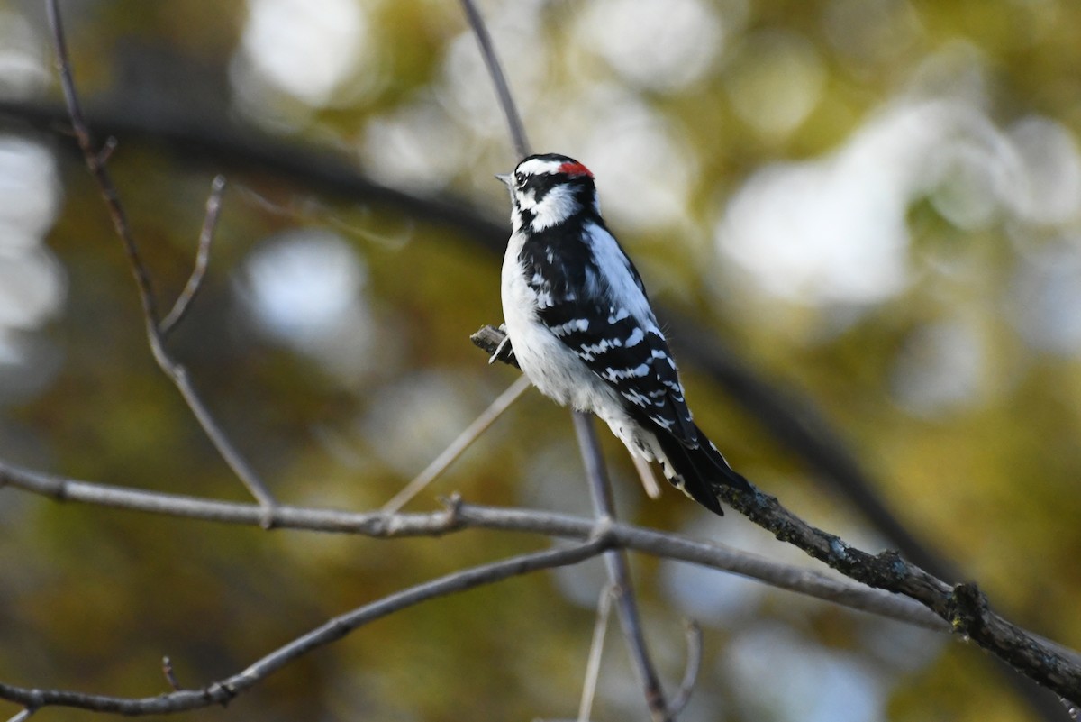 Дятел пухнастий - ML646612709