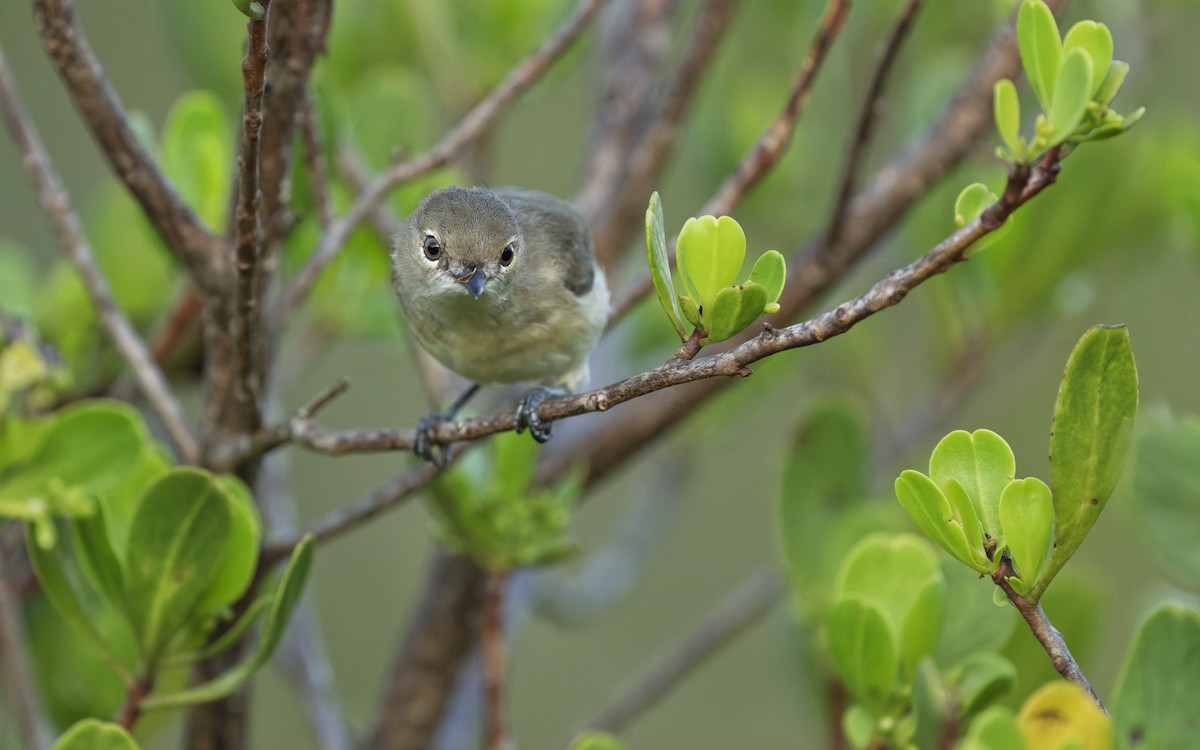 Large-billed Gerygone - ML646612710