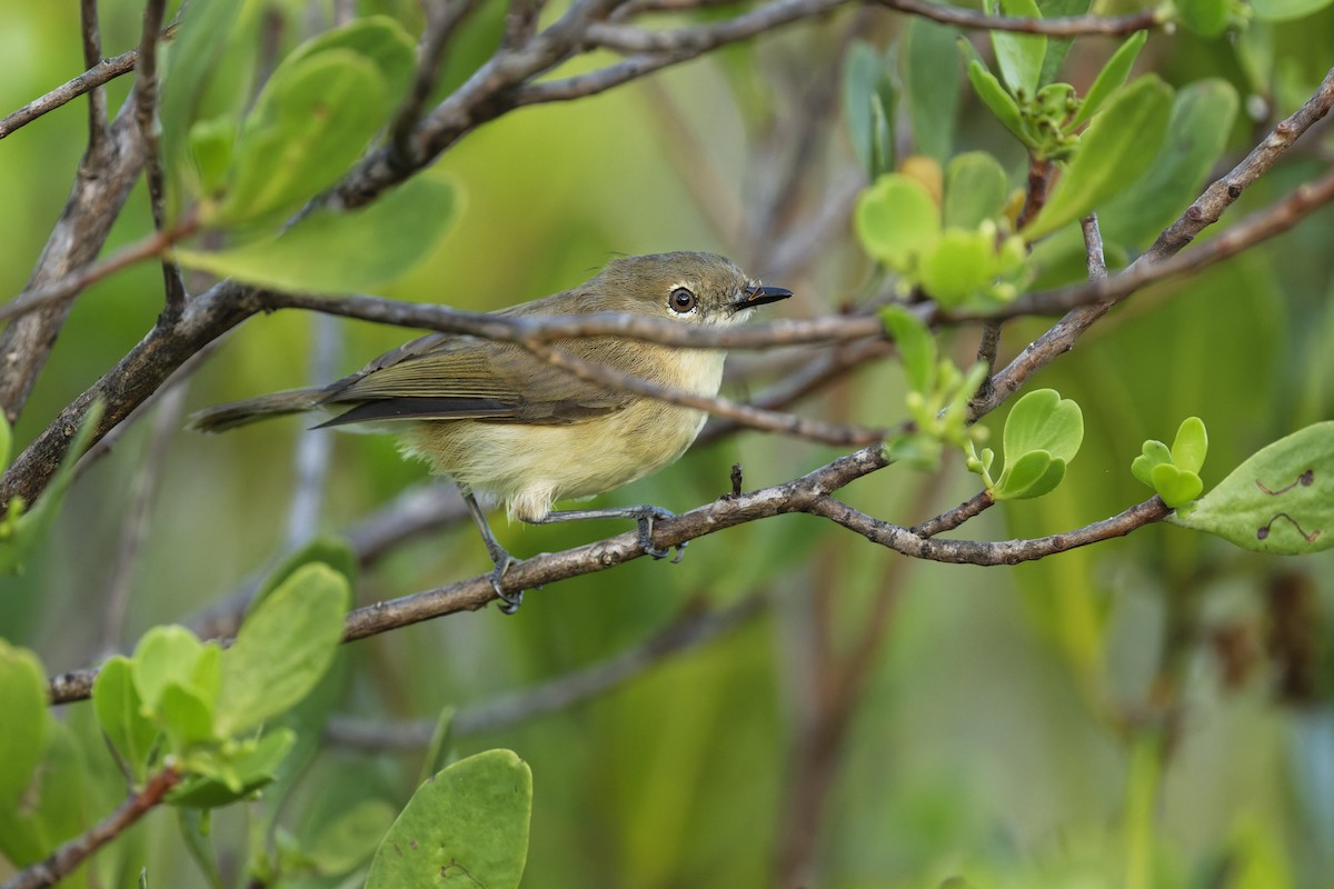 Large-billed Gerygone - ML646612711