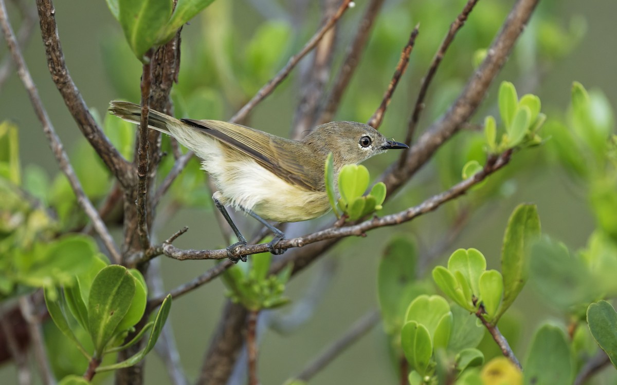 Large-billed Gerygone - ML646612712