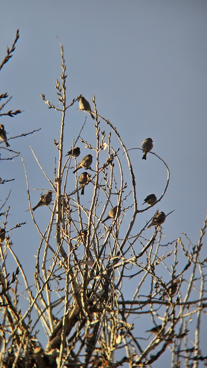 メキシコマシコ - ML646612713