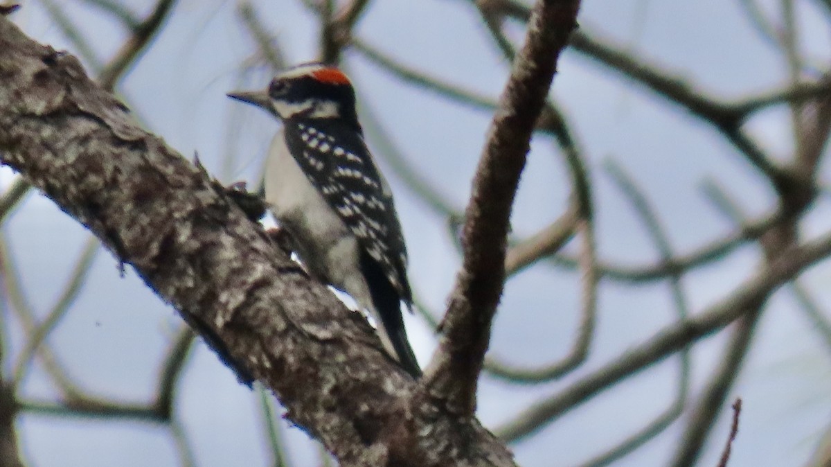 Hairy Woodpecker - ML646612714
